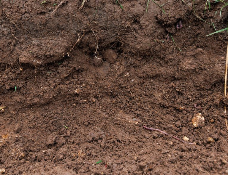 recently dug soil with a large worm