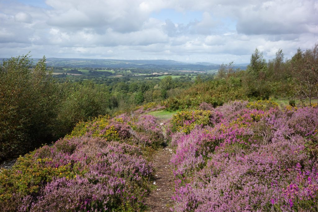 A pathway running through heather with an expansive view in the background