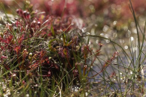 Sun dew