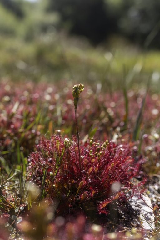 Sundew