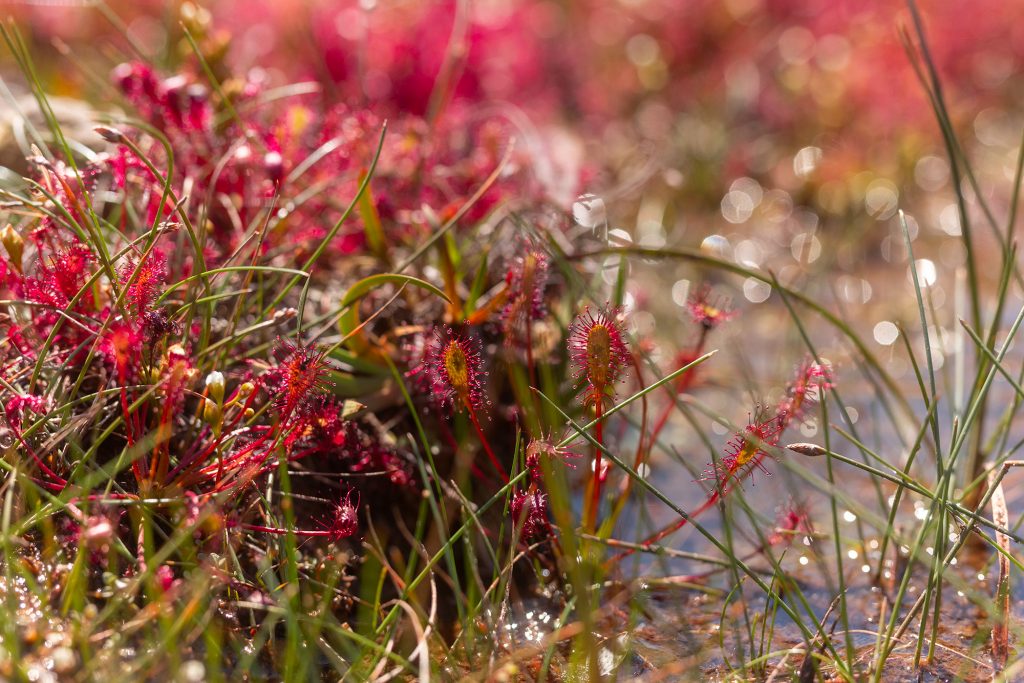 sundew in sunlight