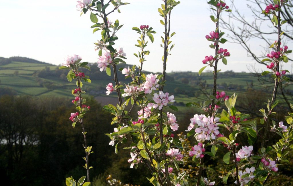 apple blossom with landscape in background
