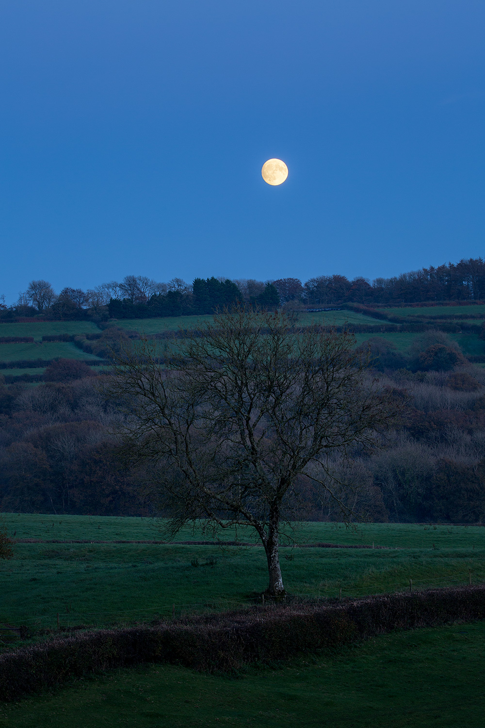 The moon rising over a winter landscape with a tree in the foreground