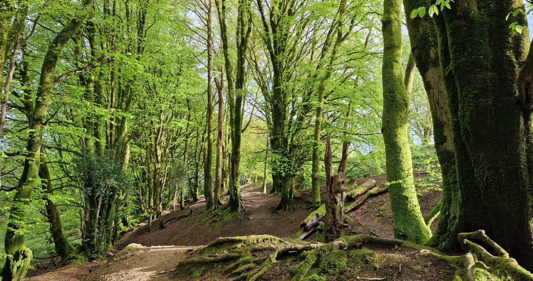 Trees growing on the ramparts at Hembury Hillfort